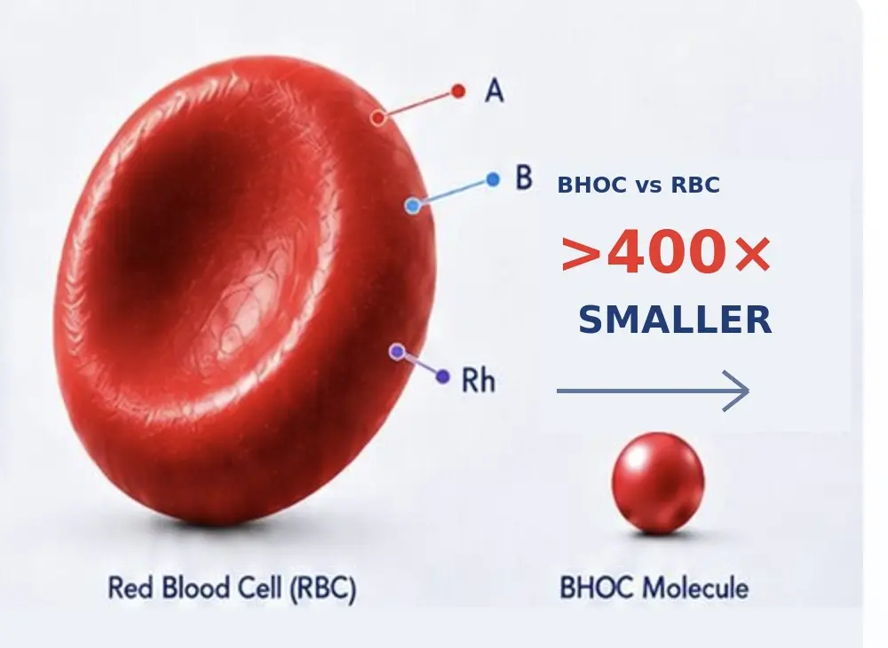 BHOC versus red blood cell size comparison