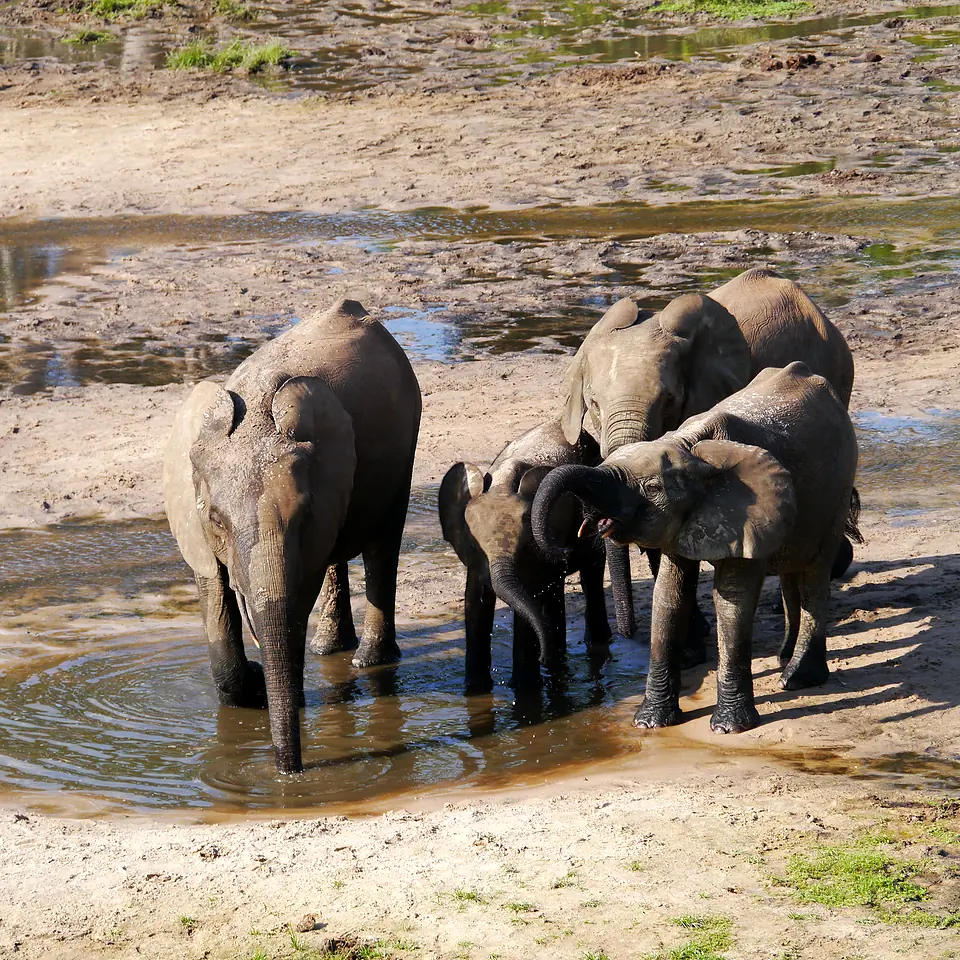 African elephant representing large-animal and wildlife medicine
