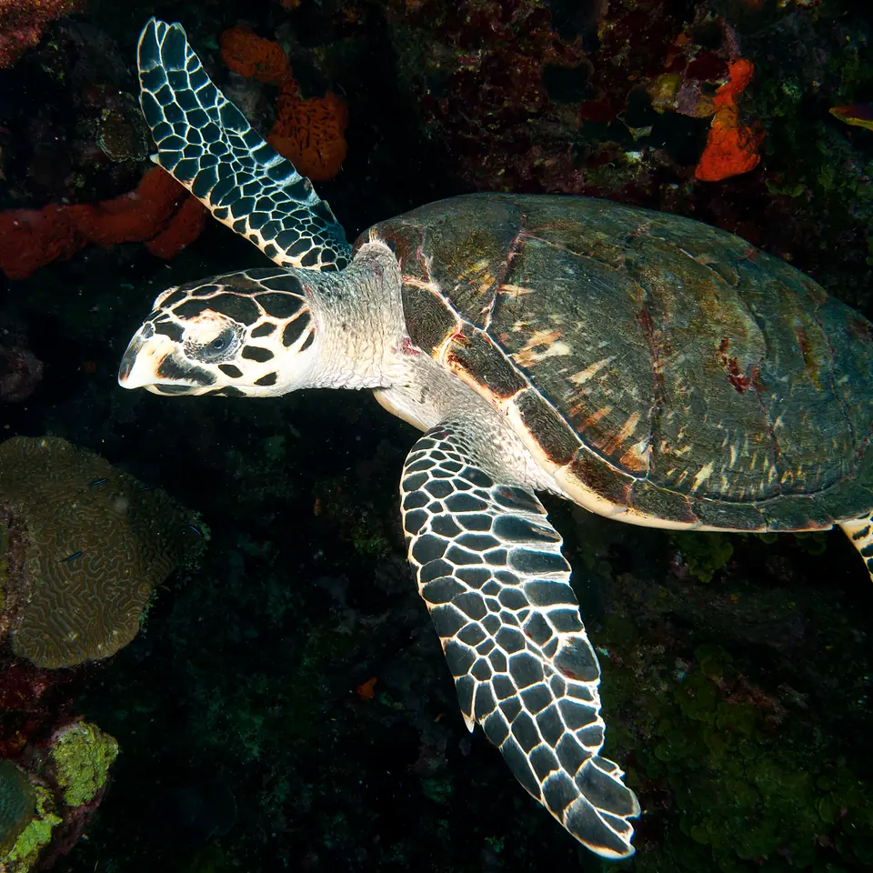 Hawksbill sea turtle representing marine veterinary and conservation medicine