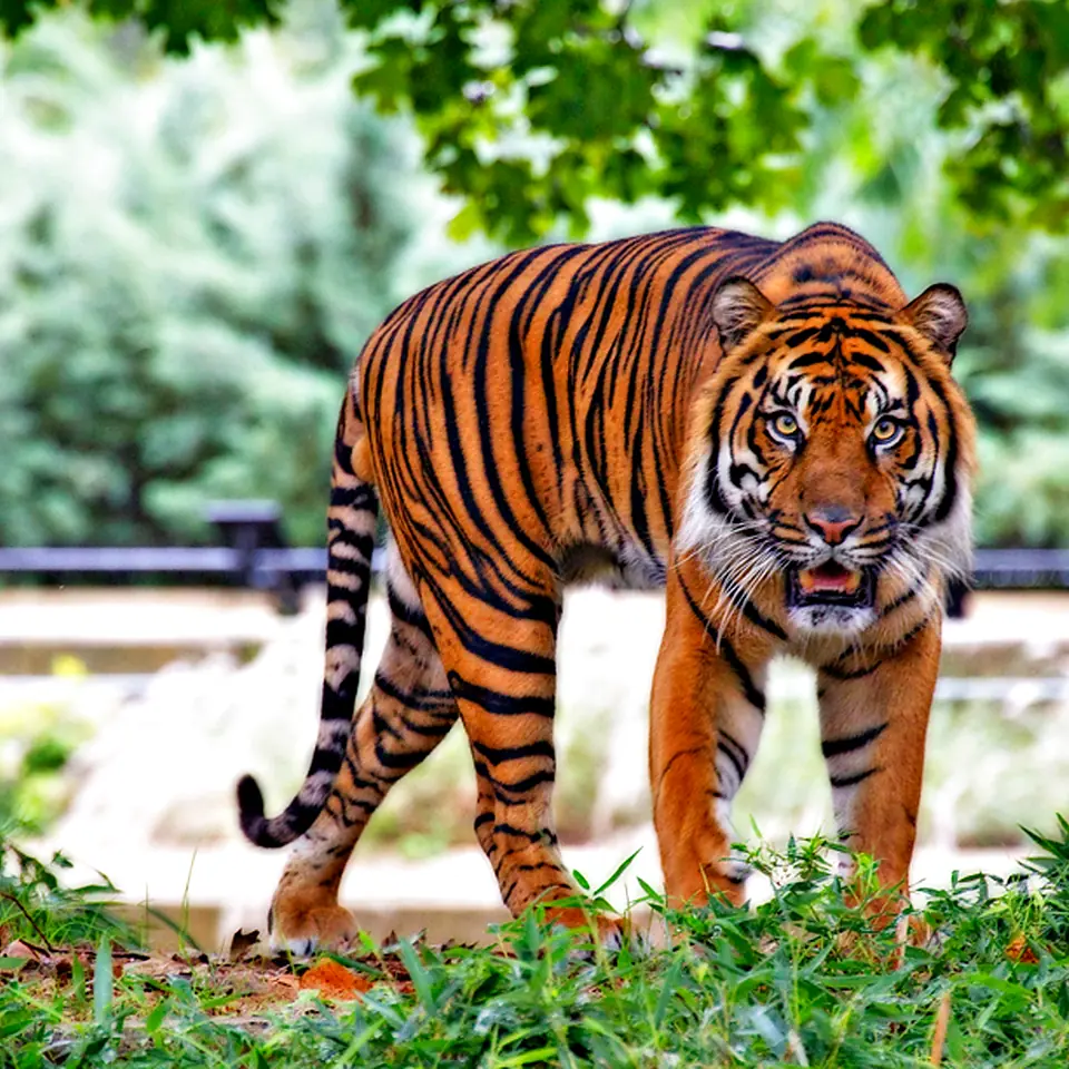 Sumatran tiger representing veterinary and conservation medicine